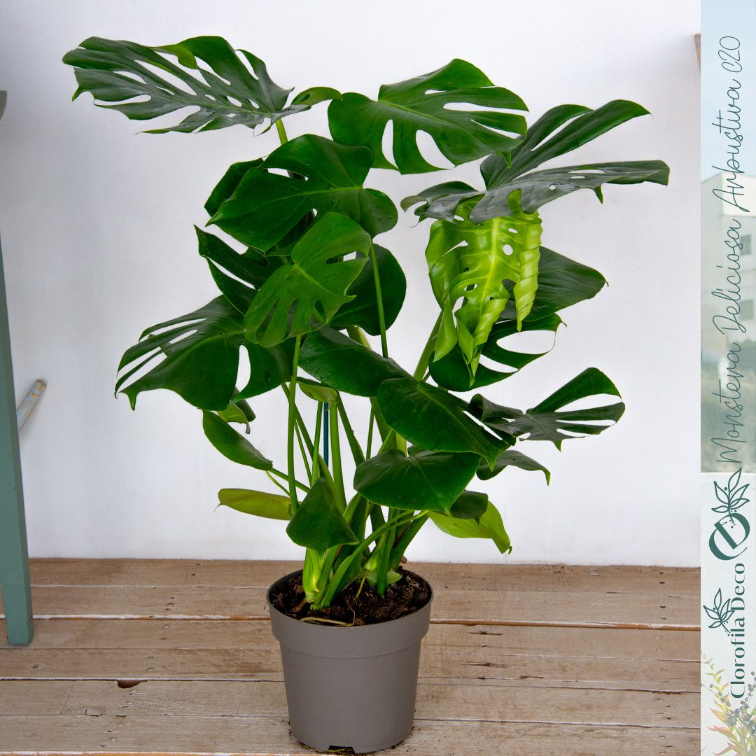 norfolk island pine indoor plant care Norfolk Island Pine | small