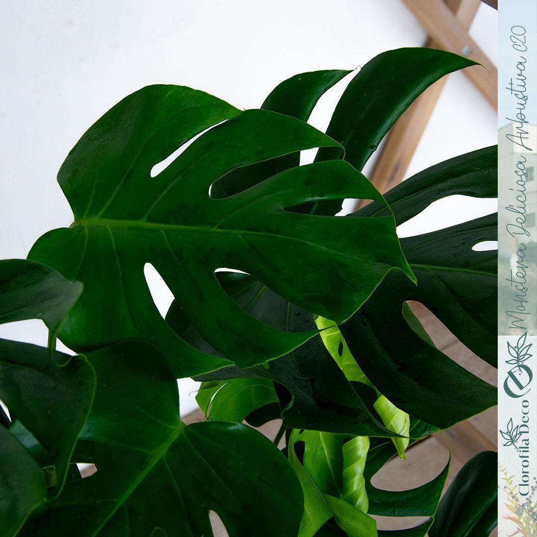 domino peace lily plant Spathiphyllum, 