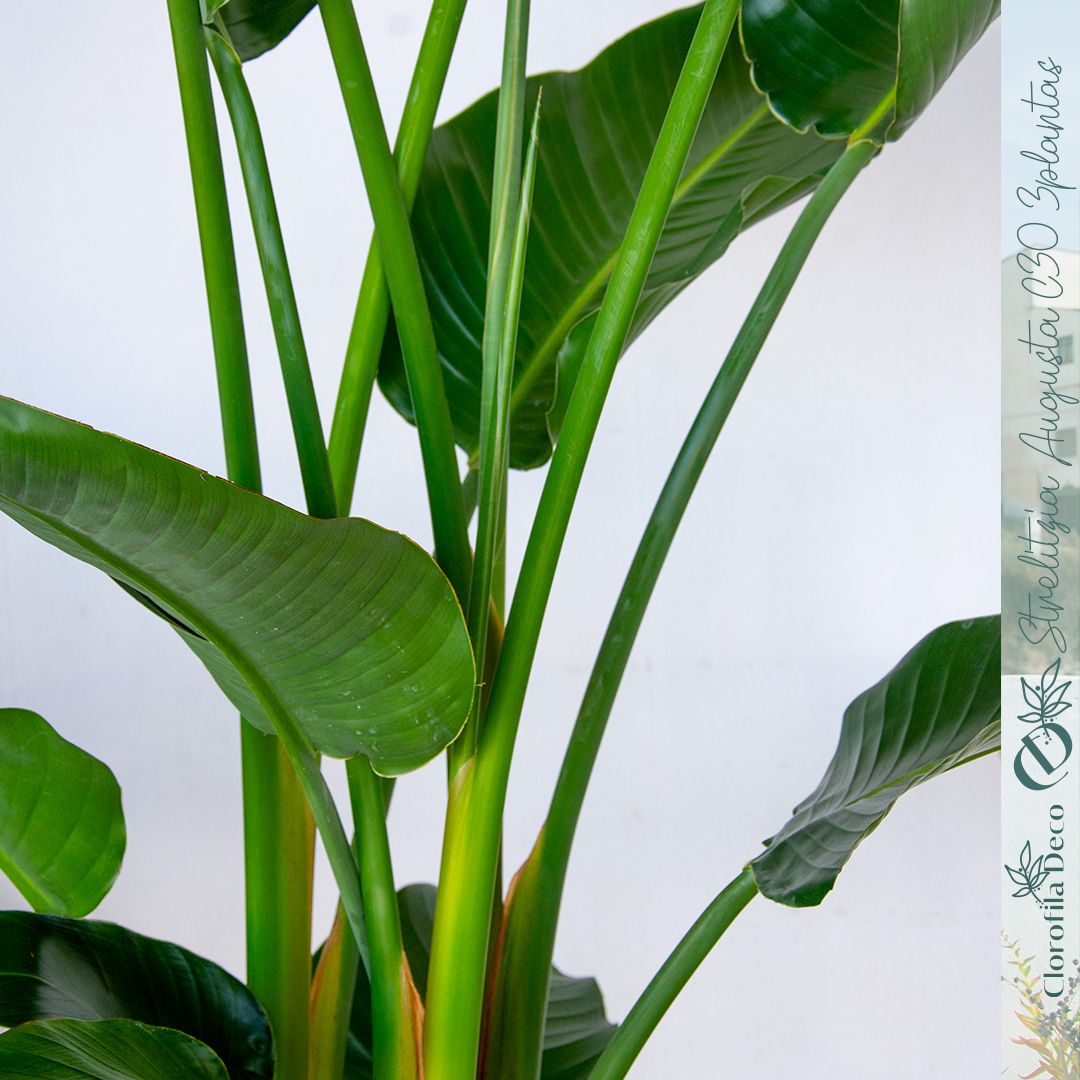 weihnachtsstern mit standfu LED-Stern, Infinity Effekt, mit Standfu, H: 75cm, DIA 20cm, 42 LEDs w   Hellum Direkt