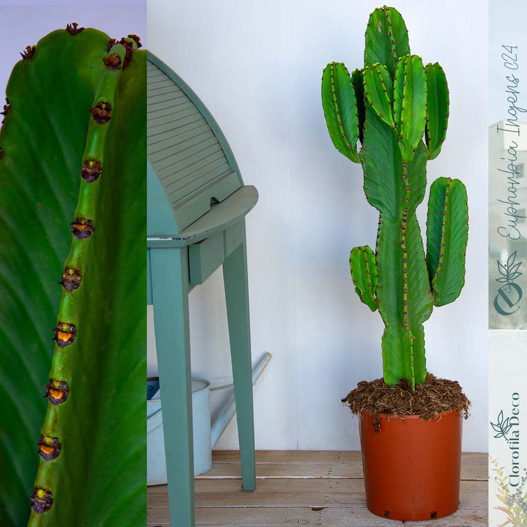 Euphorbia Ingens  rbol Candelabro  Clorofila Deco