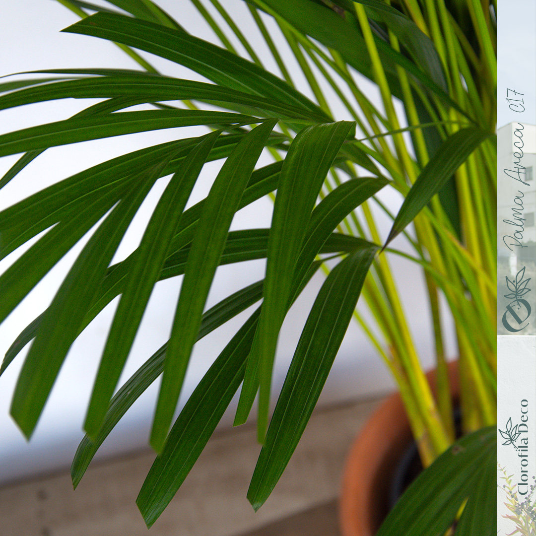 care of palm plant Large Lady Palm main image 1
