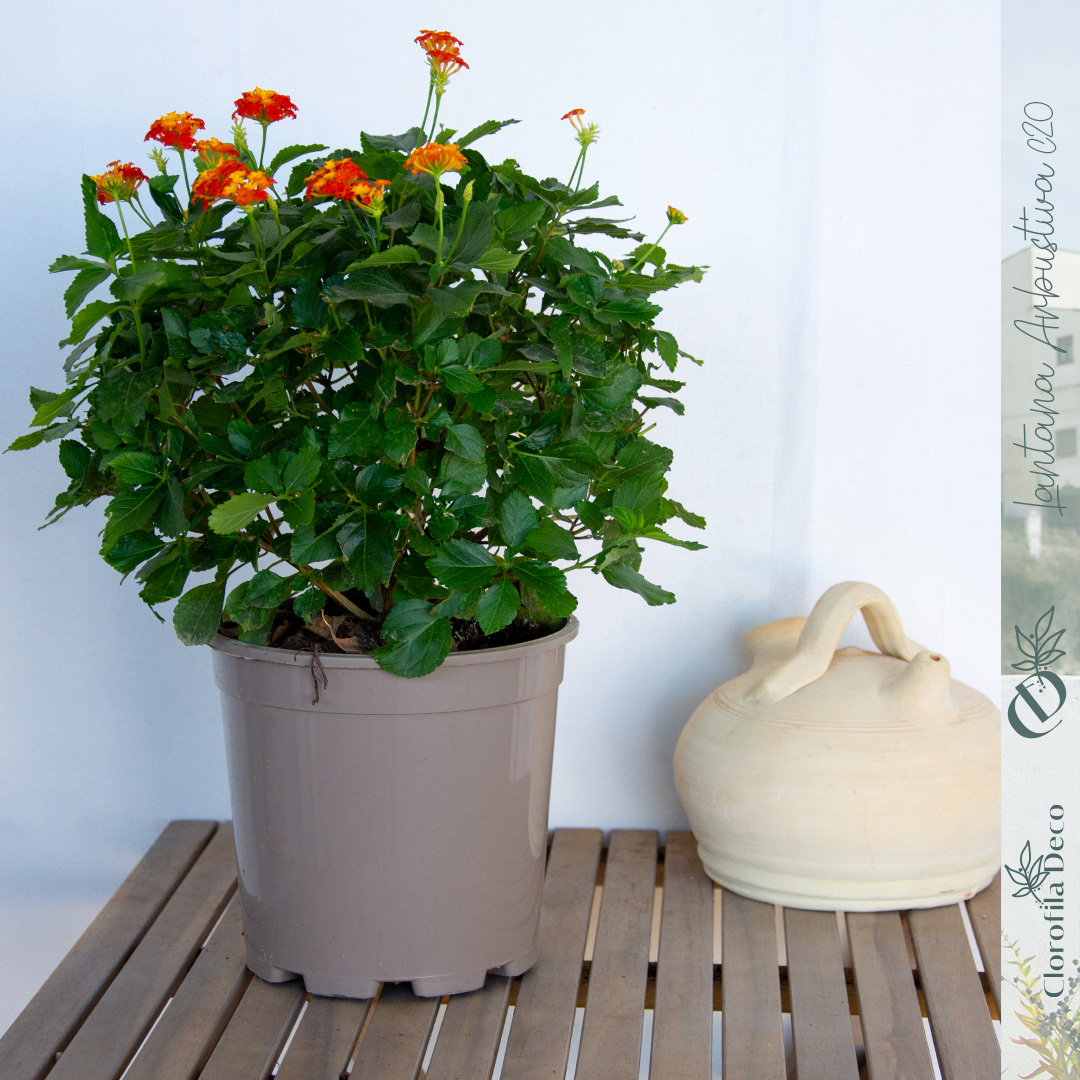Pack 3 Plantas De Lantana Camara (Bandera Española) | Flores De Colores Surtidos | Atrae Polinizadores | Resistente Al Sol Para Exterior