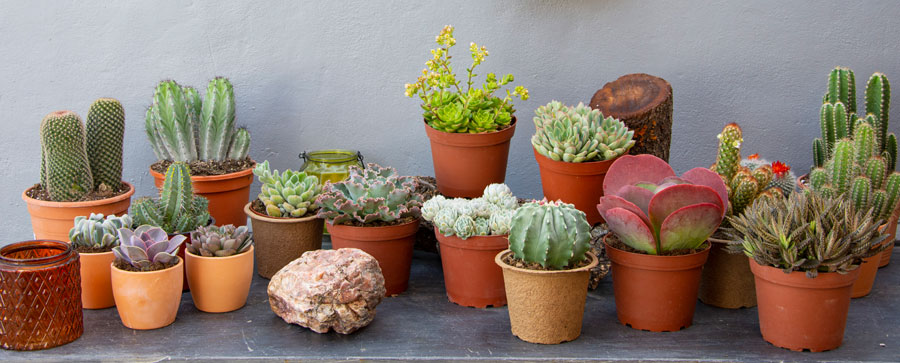 combinar todo lo mejor corto Cuidado de los cactus cactus según la estación del año - Clorofila Deco
